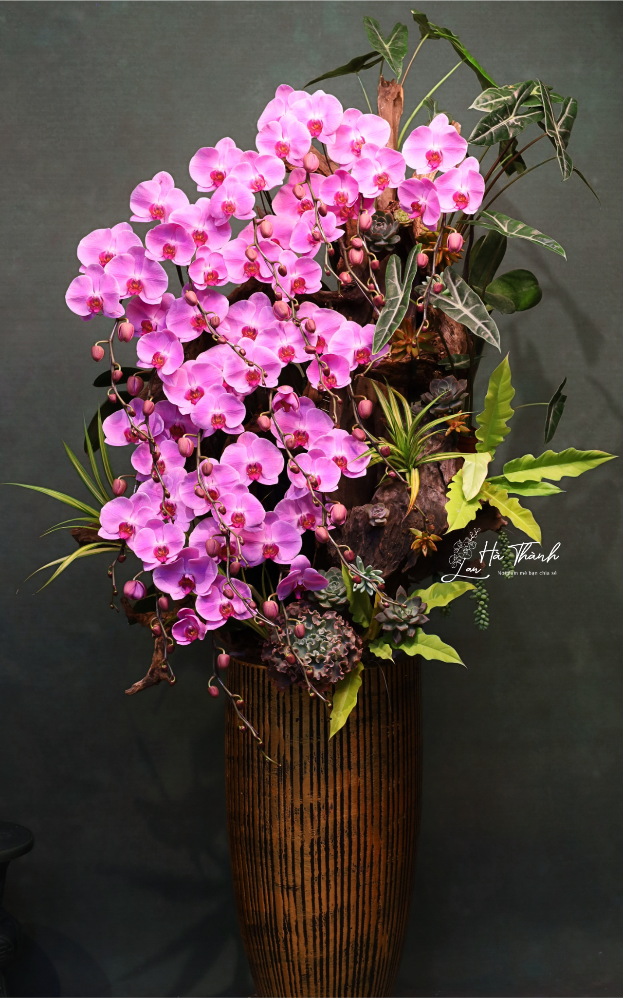 Chậu Lan Hồ Điệp Hồng “Dòng Thác Thịnh Vượng” – Đẳng Cấp Từ Lan Hà Thành